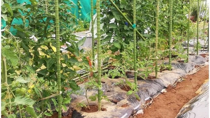 中玉・フルティカ、ミニトマト追加植え付け、そして雨よけ設置