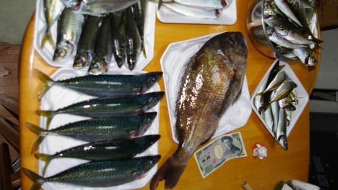 久しぶりの釣りに行ってきた。で....サバなのね。