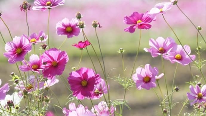 恭仁京跡 秋桜Ⅲ