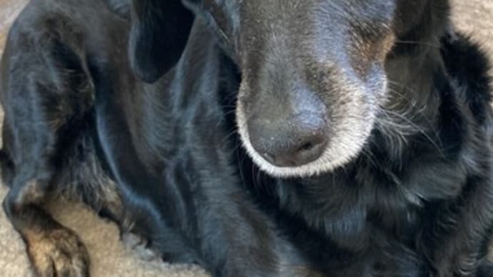 番犬してんのに・・・