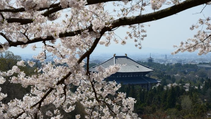 奈良公園の桜