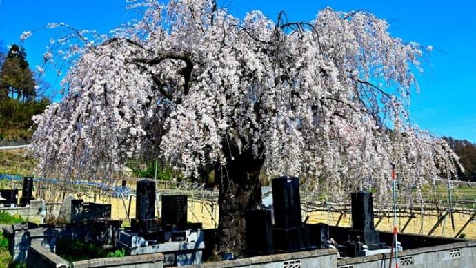 丸田の墓守桜