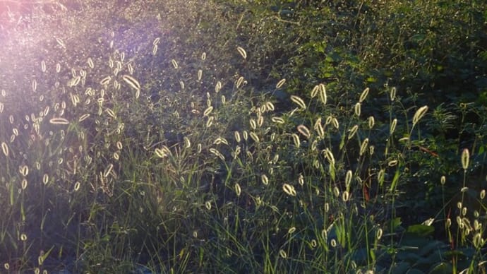 2021-10-21(木)…白菊