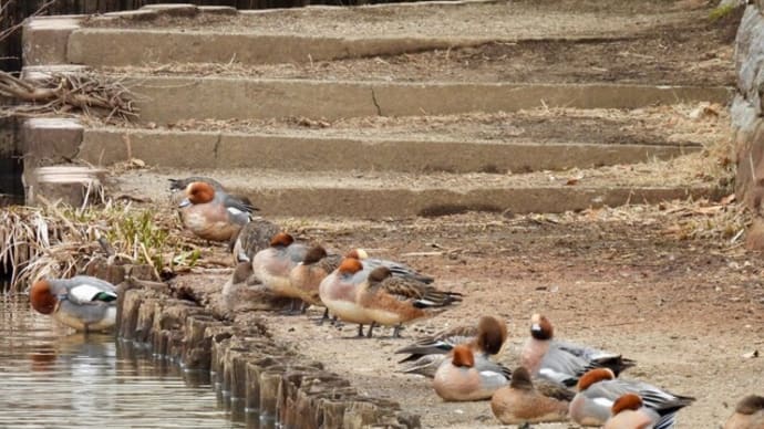 公園の冬鳥たち