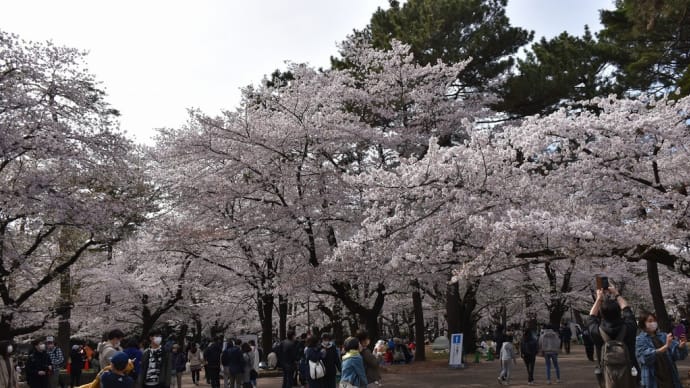 さくら狩り 埼玉県さいたま市 2022年大宮公園桜まつり【中止?】(3)桜と人だらけ