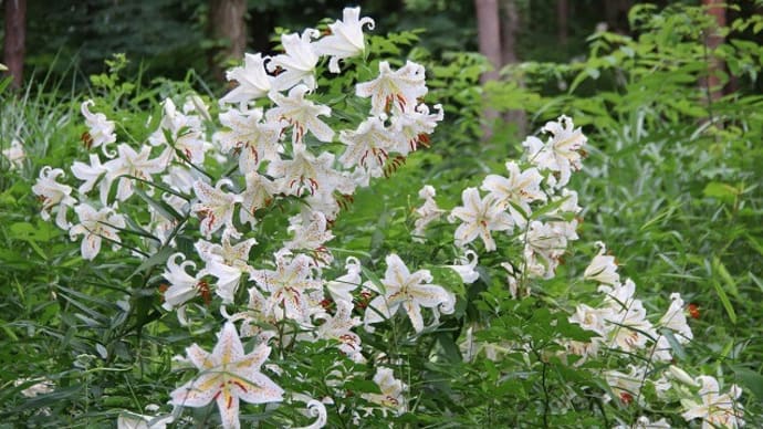 昭和万葉の森 4
