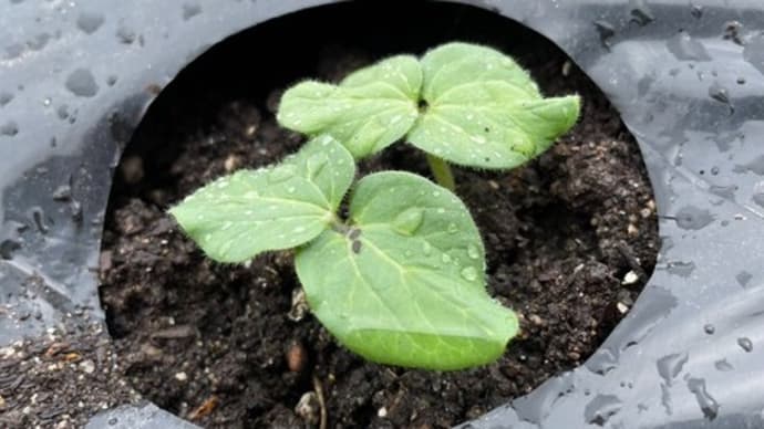 オクラの発芽