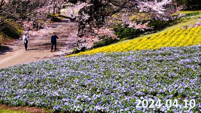 山陰の桜　とっとり花回廊　4月10日撮影分　31枚
