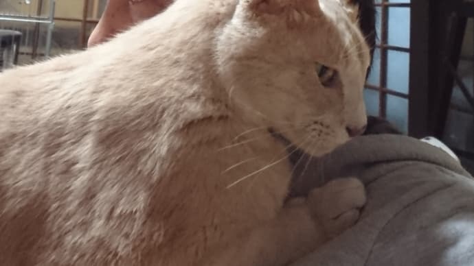 焼きもち猫