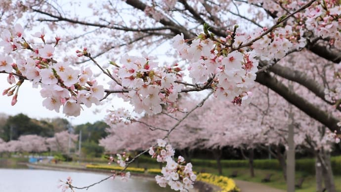 成田市、坂田ヶ池総合公園 にお花見に行きました。
