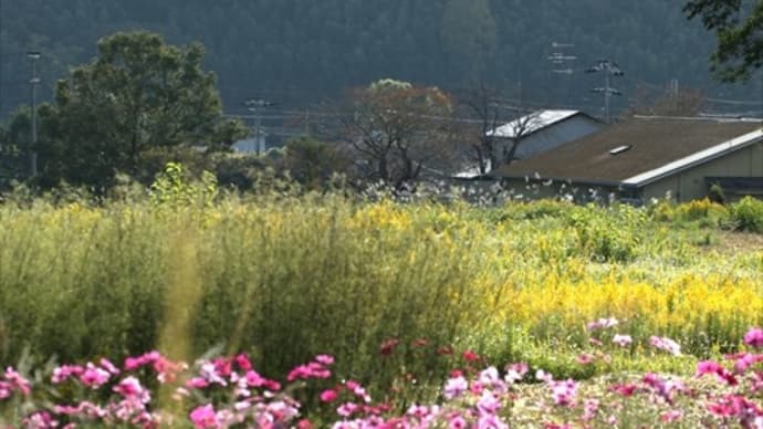 恭仁京跡 秋桜Ⅱ
