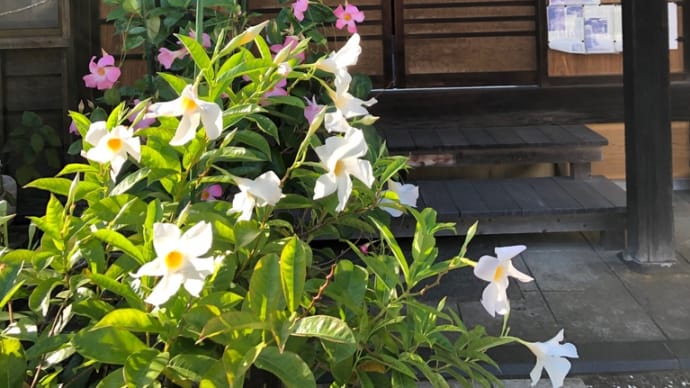 材木座 知られざる寺 ご紹介🚶