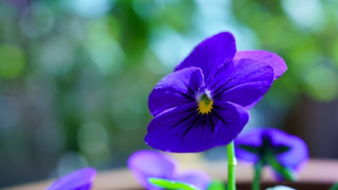 ●我が家の10月の花(4) 夏から秋 ビオラと最後の夏の花(タマスダレ、千日紅、ホトトギス) サンシュユの実 ハナミズキの実 gooブログ2段階認証