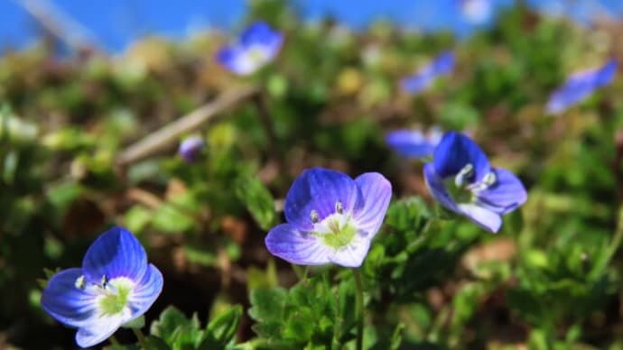 春の訪れを感じる花