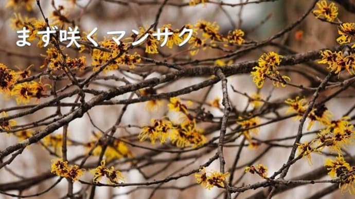 まず咲くマンサク