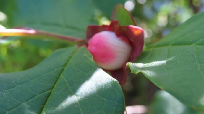 沙羅の花(夏椿)のつぼみが膨らむ・・・。