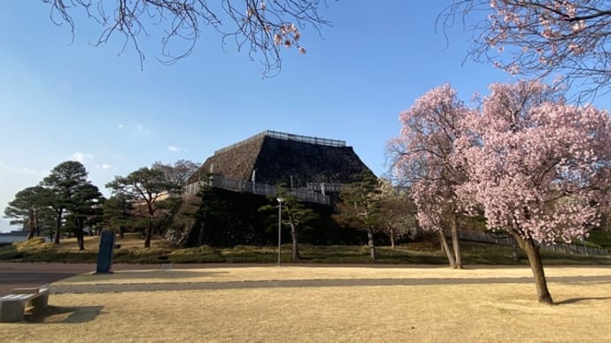 甲府城でお花見🌸