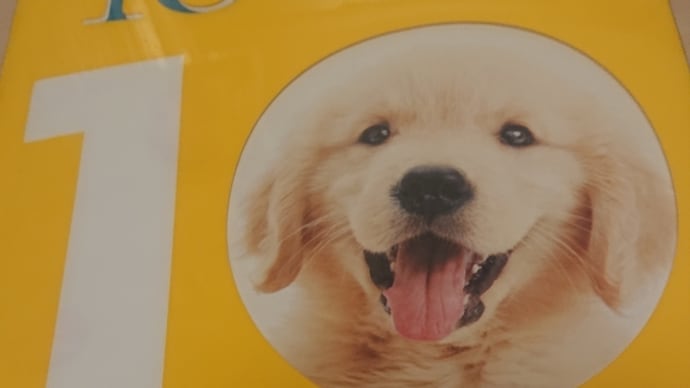 お薦め映画219 犬と私の10の約束