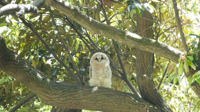 フクロウ親子に出逢って★