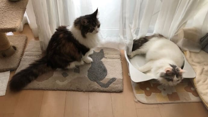 仁義にゃき闘い