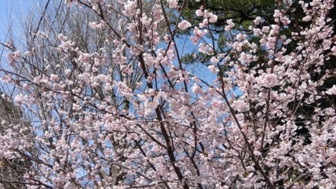 桜が咲いたニャ(=^・^=)(=^・・^=)