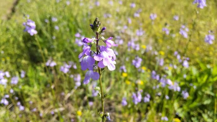 マツバウンラン:小さな紫色の花は可憐で可愛い