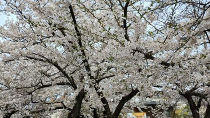 毎週火曜日は『今週のハウリンメガネ』Vol,14  (2024年4月9日発行）春はやっぱり『桜』がイイ！