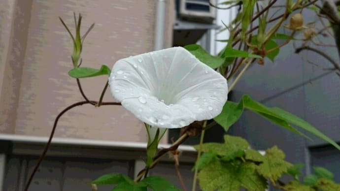 残念だが、意味ないみたい、ワクチン接種・・・・群馬県の病院クラスターから考える