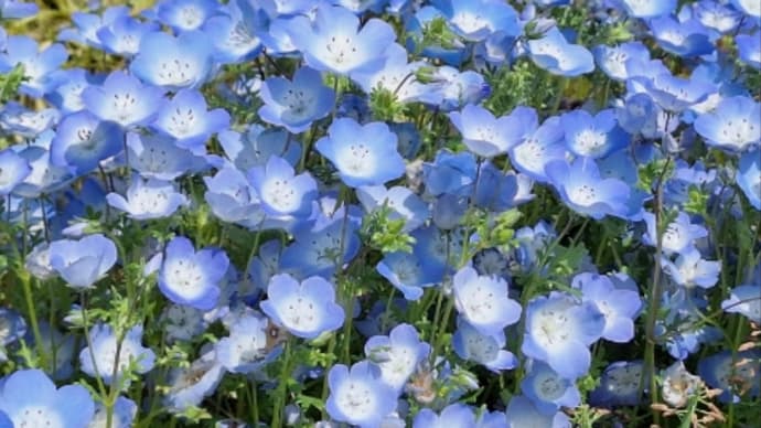笑顔の花びら集まる日に向けて⑥
