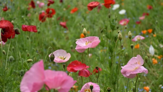 ポピー狩り 神奈川県横須賀市 くりはま花の国(3)カリフォルニアポピー:ハナビシソウ