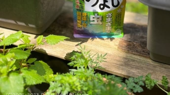 家庭菜園&ガーデニングの強い味方!いろいろな植物つよし