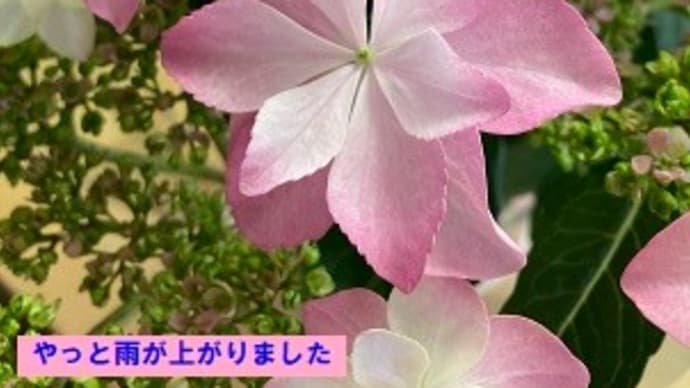 鳥肌が