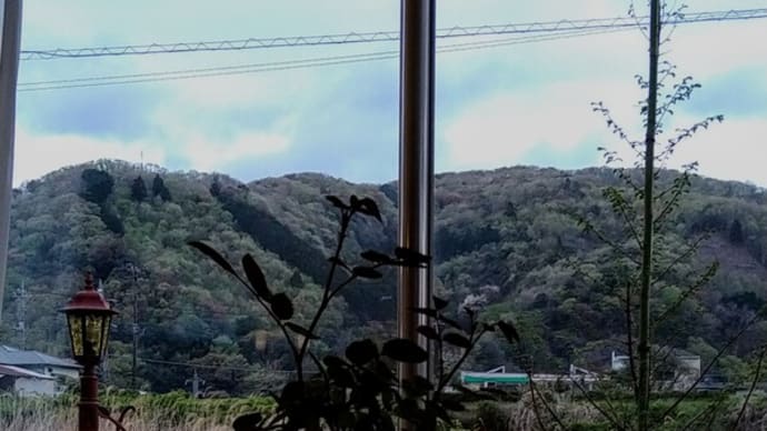 小さな薔薇の蕾の空