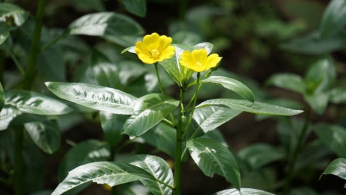 夏の花:水金梅&大水金梅&長柄蔓野鶏頭