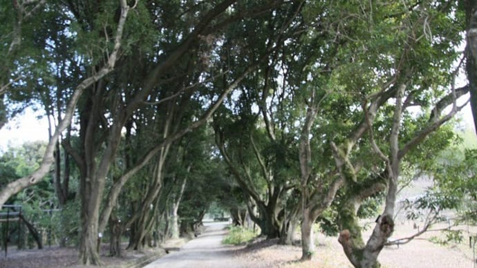 大阪公立大学附属植物園　　②