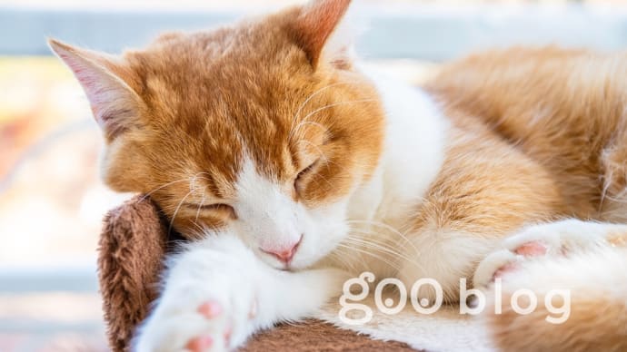 猫のポーズでぐっすり