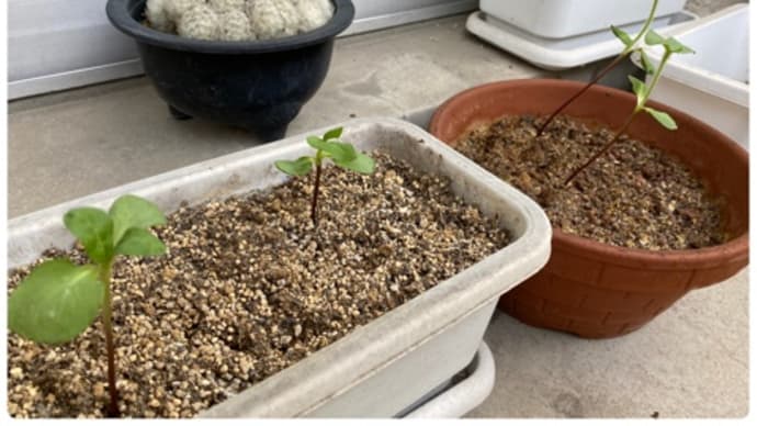 ひまわりの種を植えて♪すくすく育ってます(^-^)vその2