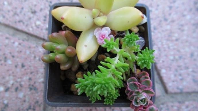 多肉植物の花かも? アヤメの花