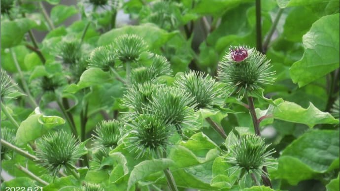 ゴボウ（牛蒡）の花