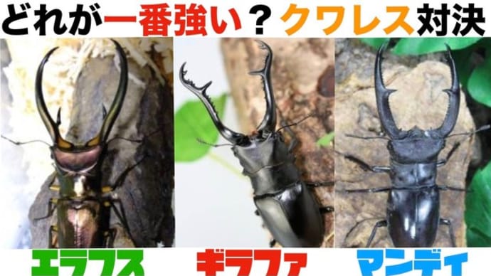 Gooブログ Goo Blog ハッシュタグ ギラファノコギリクワガタ
