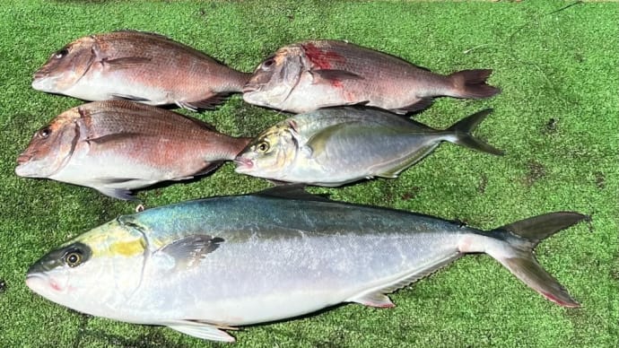 海上釣堀の手厳しい洗礼
