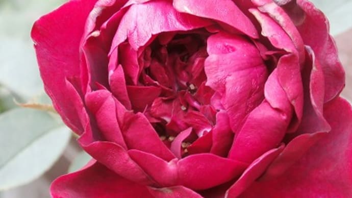 咲き始めた秋薔薇達と猫の看病中ですが父の誕生日旅行行って来ました!
