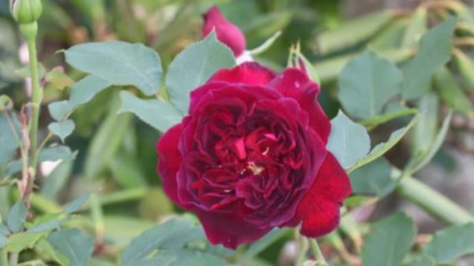 開花したばかりの早咲き性のバラ