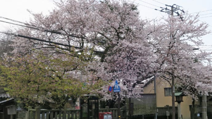 ◇金沢市内の桜2020-1 寺町寺院群①
