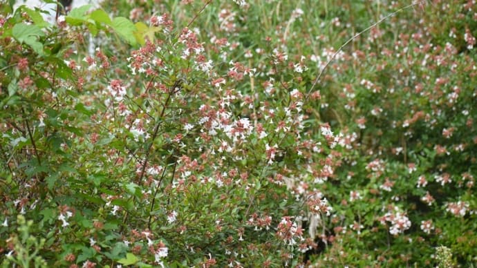 アベリアは虫たちのお気に入り①ハチ、チョウ