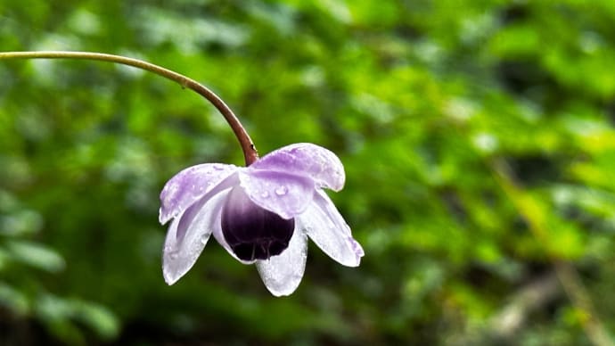 この時期の花見Part5