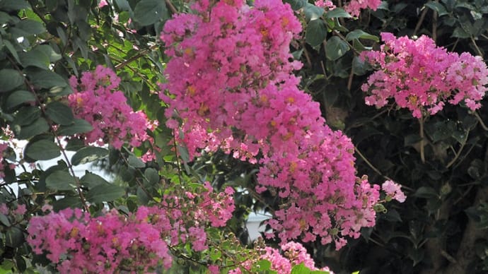 夏の花と秋