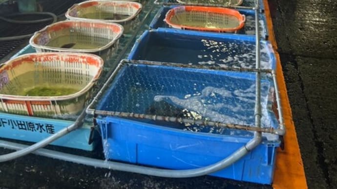 本日7月6日!昨日今日と水揚げの少ない小田原漁港です!