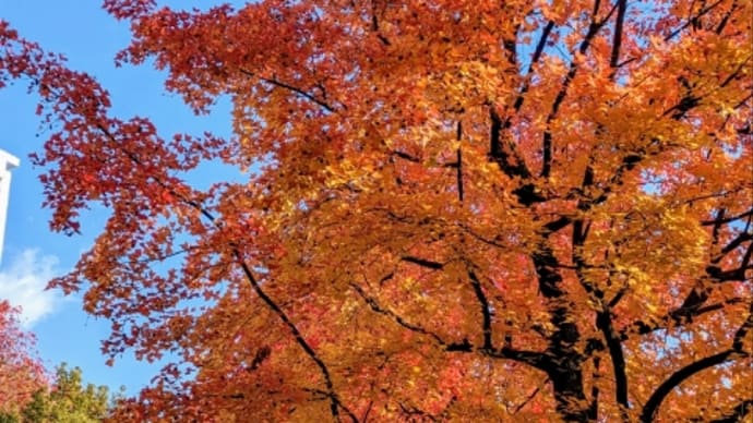 雨上りの朝プラタナスの紅葉