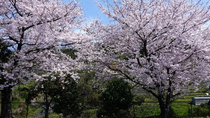 六日前はまだ桜
